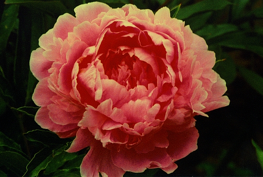 Пинк Формаль Pink Formal