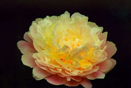 Пинк Рейдианс Pink Radiance