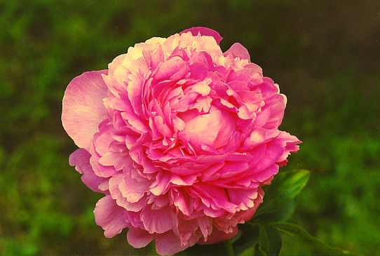 Премьера Prem'era