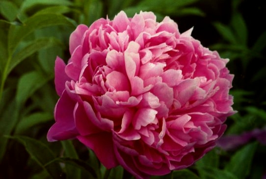 Принцесс Маргарет Princess Margaret