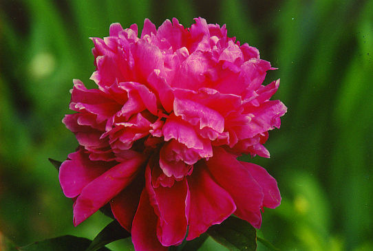 Профессор К. Грибаускас Prof. K. Grybauskas