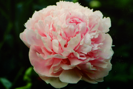 Сара Бернар Новосибиск Sarah Bernhardt Novosibirsk