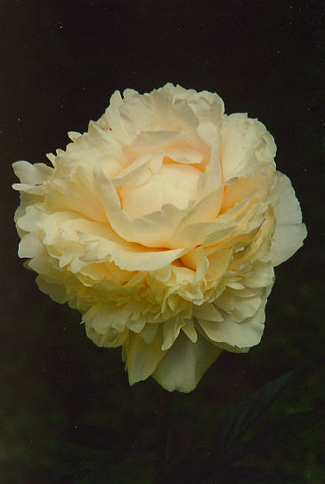 Соланж Solange