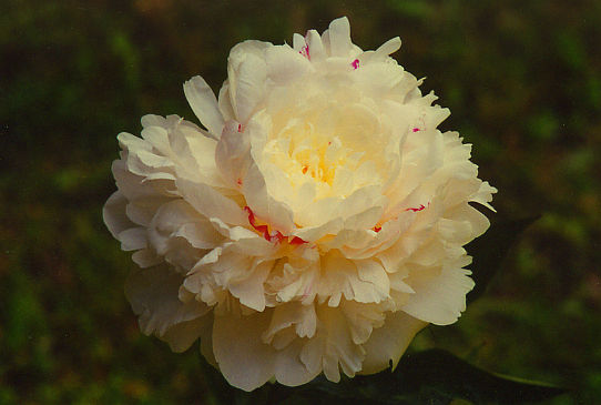 Ринклс энд Кринклс Wrinkls and Krinkles