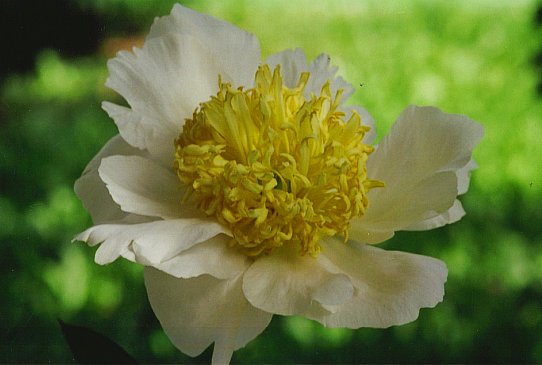 Йеллоу Кинг Yellow King