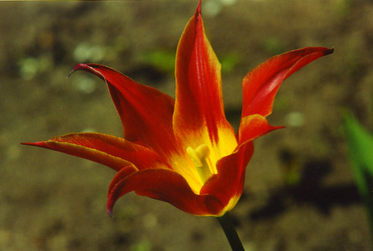 ������� Aladdin