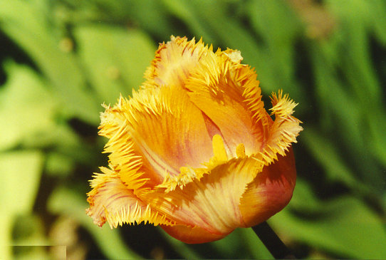 ����� Aleppo