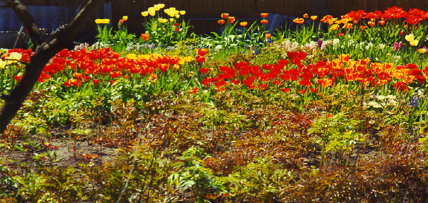 �������� � ����� All tulip garden