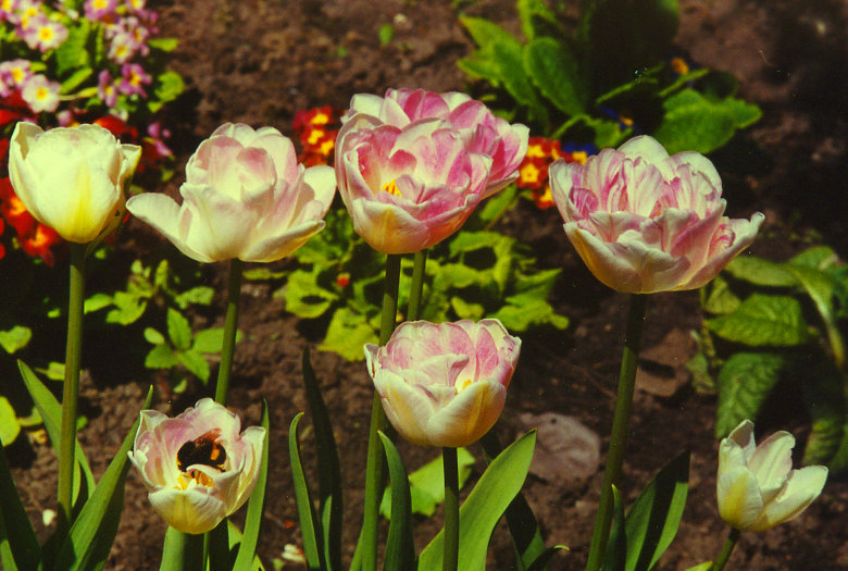 �������� � ���� Angelica garden