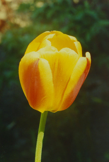 ���������� ����� Apeldorns Elite