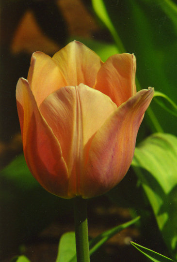 ������� ����� Apricot Beauty