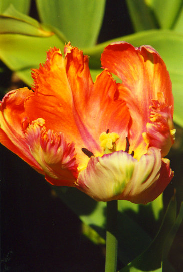 ������� ����� Apricot Parrot