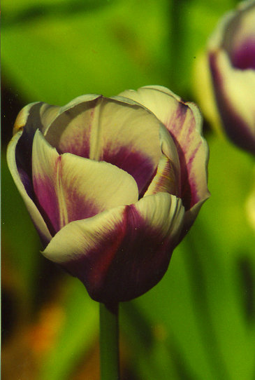 �������� Atlantis