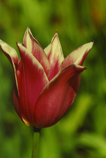 ������� Ballade