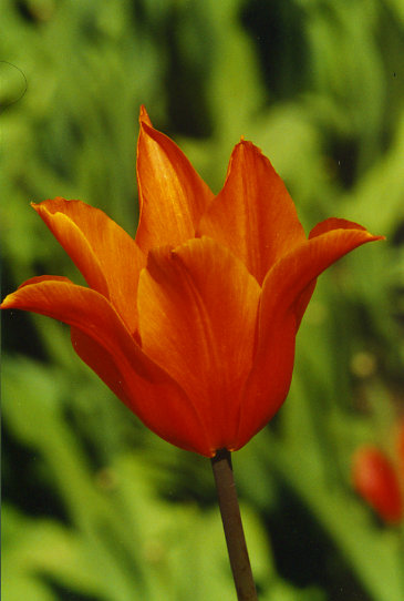 �������� Ballerina