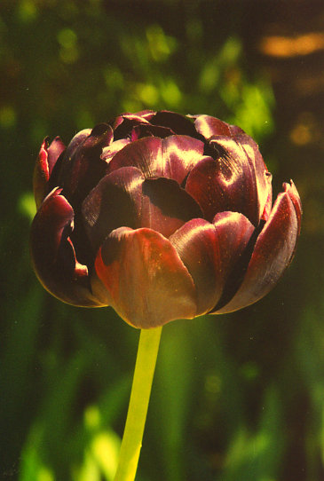 ���� ���� Black Hero