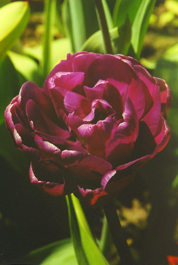 ��� ������� Blue Diamond