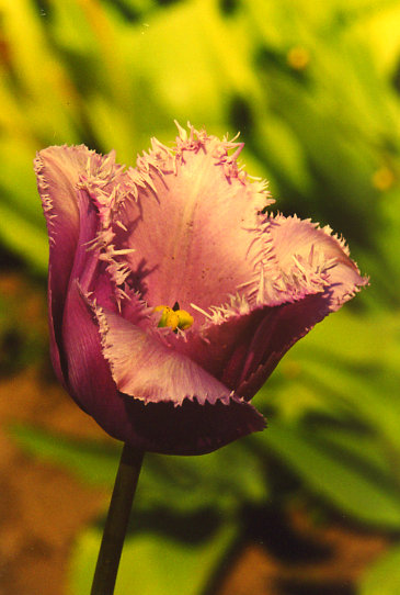 ��� ����� Blue Heron