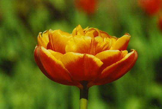 ������� Bonanza