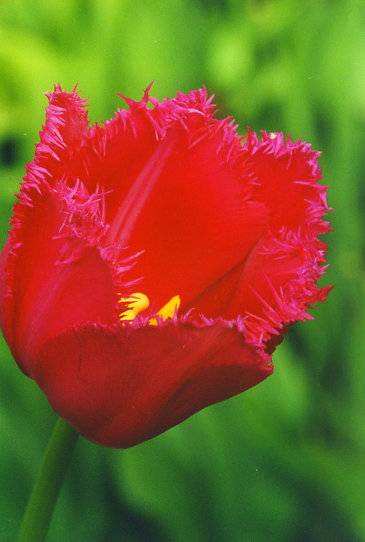 �������� ���� Burgundy Lake