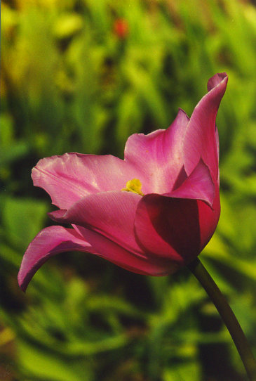 ����� ���� China Pink