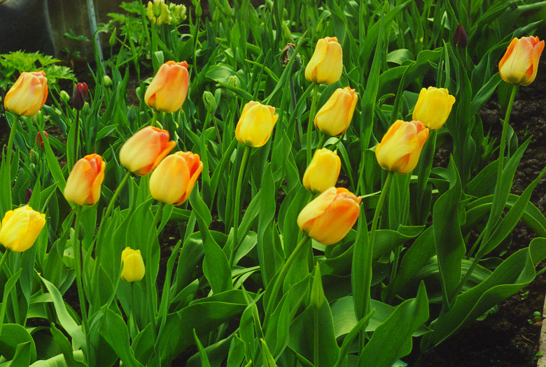 ������� � ���� Daydreem Garden