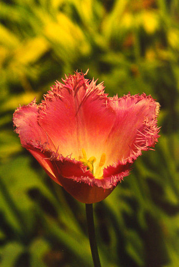 ����� ����� Fancy Frills