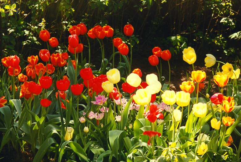 ������ ���������