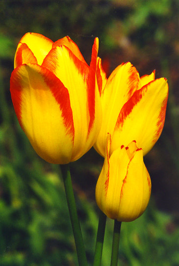 ��������� Georgette