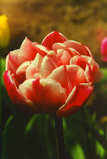 �������� ���� Gerbrandt Kieft