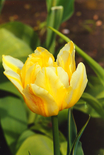 ������ ������ Golden Artist