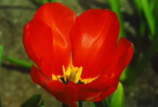 ������ Greyga