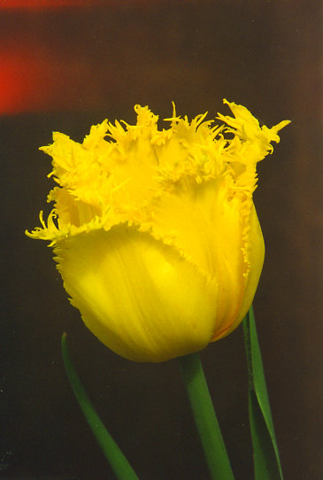 ��������� Hamilton