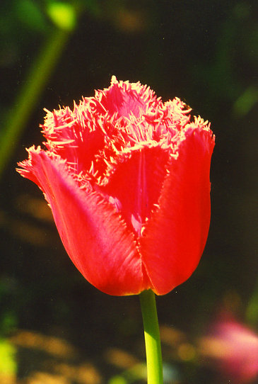 ����� Henley