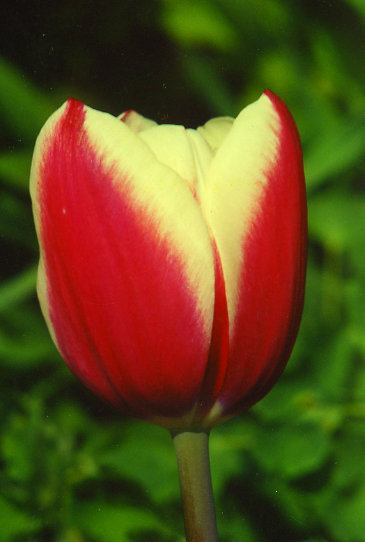 ��� ����� Kees Nelis