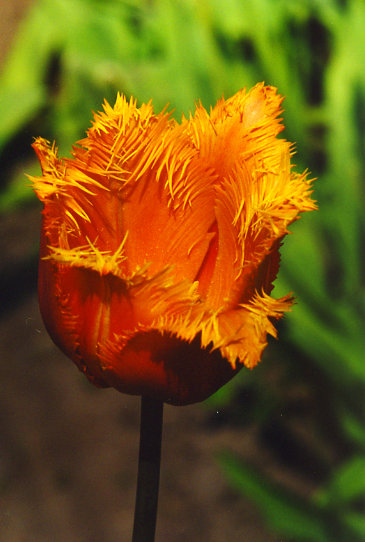 ������� Lambade