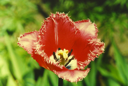 �������� ���� Lavander Dream