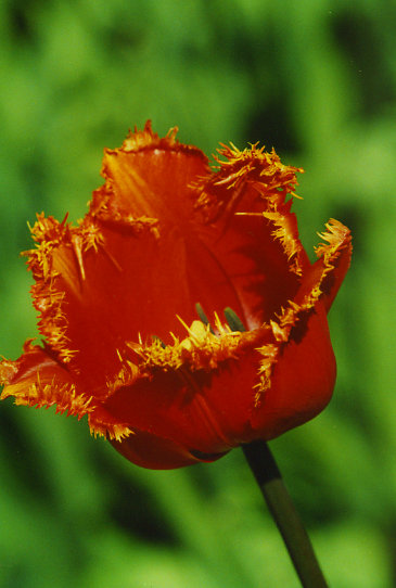 ������� Luzifer