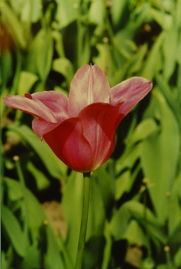 �������� Mariette