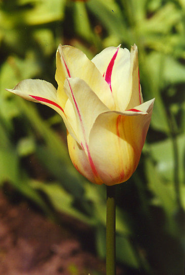 ������� Marylin