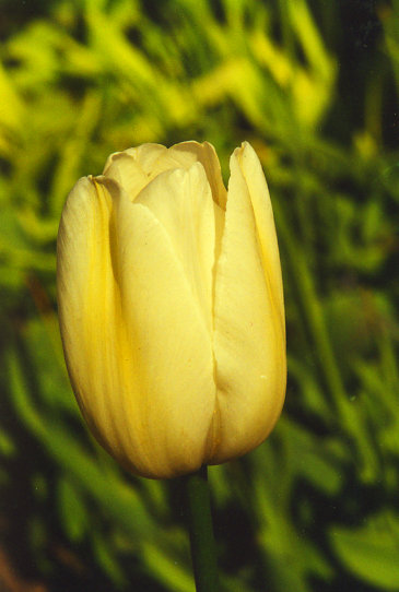 ������ Maureen