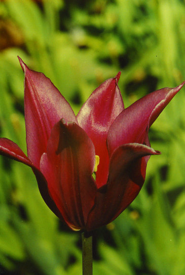 ������� Maytime