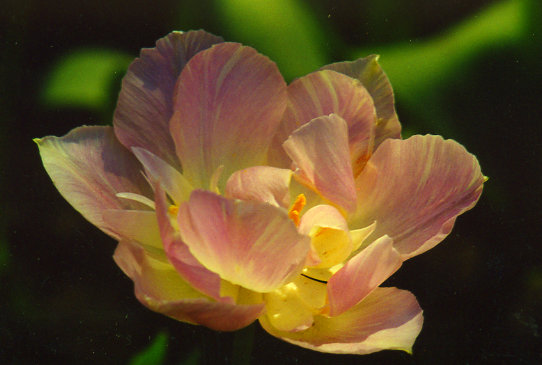 ��������� Maywonder