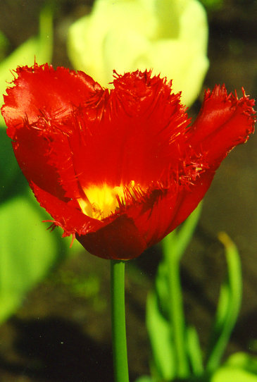 �������� Minstrel