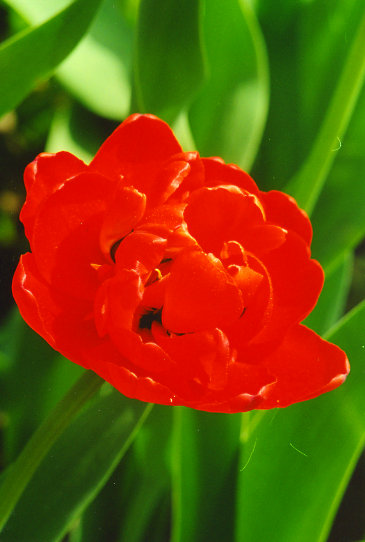 ������� Miranda