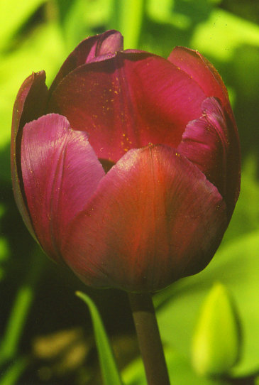 ������� Negrita