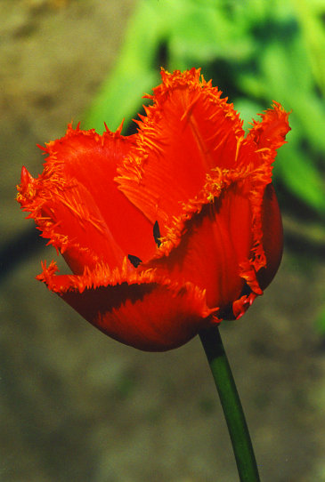 ������� Noranda