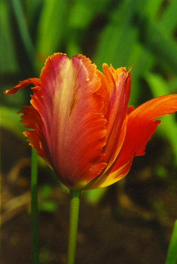 ����� ������� Orange Favourite