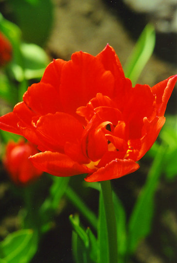 ����� ������ Oranje Nassau