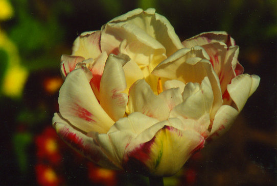 ������� ��������